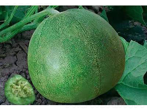 ��ʥ������3̖���G������-��ϷN��-��ʥ��