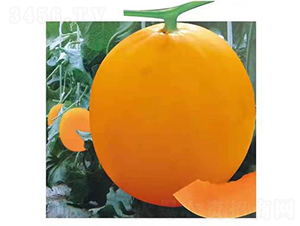 ��ʥ����ʮһ����ڣ�-��ϷN��-��ʥ��