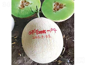 ��ʥ����ʮ�����G֮�㣩-��ϷN��-��ʥ��