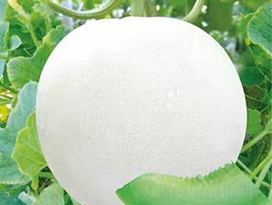 ��ʥ�̾G��1̖-��ϷN��-��ʥ��