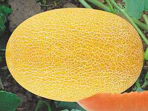 �SƤ�r����21-302��-��ϷN��-��ʥ��