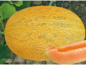 ��ʥ���SƤ86��-��ϷN��-��ʥ��