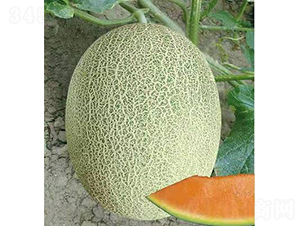 ��ʥ�̶�ʮ��̖��������-��ϷN��-��ʥ��