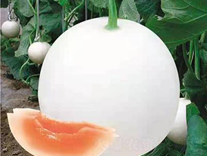 ��ʥ�̶�ʮ��̖���y�ڣ�-��ϷN��-��ʥ��