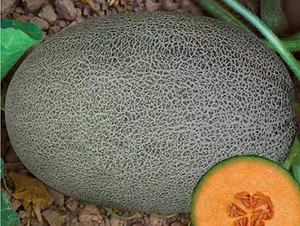 ��ʥ�̵���-��ϷN��-��ʥ��