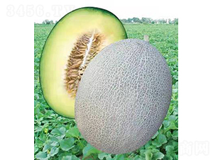 ��ʥ��M21-305-��ϷN��-��ʥ��