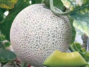 ��ʥ��M20-94��-��ϷN��-��ʥ��