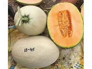 ��ʥ��M18-45-��ϷN��-��ʥ��