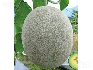 ��ʥ��M18-29-��ϷN��-��ʥ��