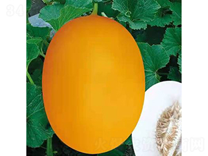 ��ʥ��21-195��-��ϷN��-��ʥ��