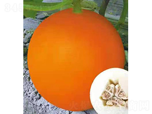 ��ʥ��M14-21���S����-��ϷN��-��ʥ��