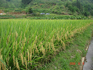 ����(y��u)3301-ˮ���N��-���C�N�I(y��)