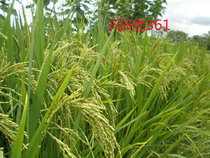 ��8��(y��u)361-ˮ���N��-���C�N�I(y��)