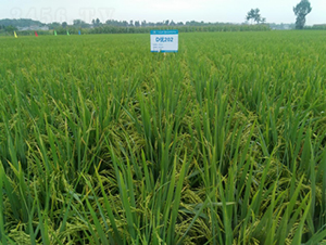 ���ȃ�(y��u)202-ˮ���N��-���C�N�I(y��)