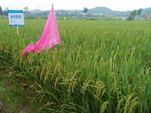 ������(y��u)983-ˮ���N��-���C�N�I(y��)