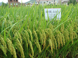 �}�S��(y��u)3301-ˮ���N��-���C�N�I(y��)