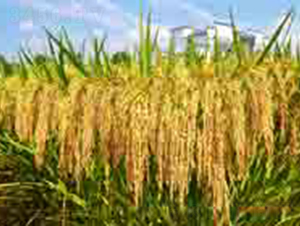 ��ȃ�(y��u)3301-ˮ���N��-���C�N�I(y��)