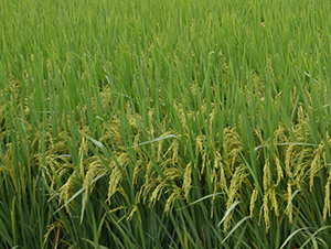 C�Ƀ�(y��u)7̖-ˮ���N��-ϣ���N�I(y��)