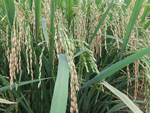 ���S��(y��u)1̖-ˮ���N��-ϣ���N�I(y��)