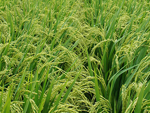 Y�Ƀ�(y��u)6̖(h��o)-ˮ���N��-ϣ���N�I(y��)