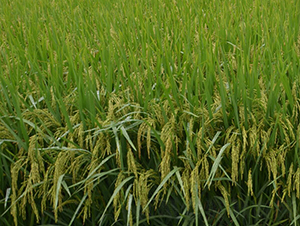 �Ƀ�(y��u)66-ˮ���N��-ϣ���N�I(y��)