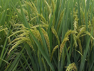 ���Ƀ�(y��u)6̖-ˮ���N��-ϣ���N�I(y��)