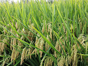 ���Ƀ�(y��u)�Aռ-ˮ���N��-ϣ���N�I(y��)