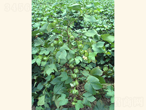 ��(r��n)�s��4̖(h��o)-�޻��N��-���A���r(n��ng)