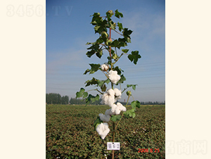 ��(r��n)�s��3̖(h��o)-�޻��N��-���A���r(n��ng)