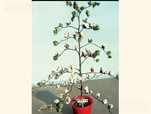 �ƿ���1̖(h��o)-�޻��N��-���A���r(n��ng)