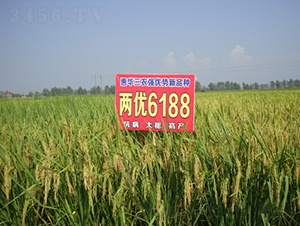 �Ƀ�(y��u)6188-ˮ���N��-���A���r(n��ng)