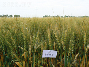 ����39̖(h��o)-С���N��-���S�N�I(y��)