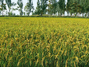 ����105̖-ˮ���N��-���S�N�I(y��)