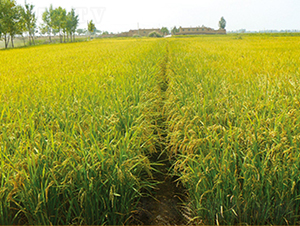 ����24̖-ˮ���N��-���S�N�I(y��)