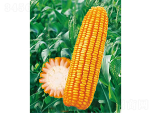 ����958-���׷N��-�y�d�N�I(y��)