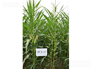 ����17-���׷N��-�y�d�N�I(y��)