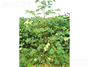 ���s2̖-�޻��N��-�y�d�N�I(y��)