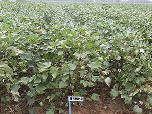 �y�d��15̖-�޻��N��-�y�d�N�I(y��)