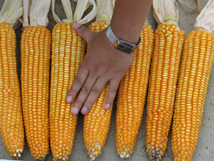 ���S8̖-���׷N��-���S�N�I(y��)