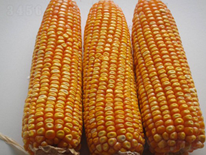 ����9̖-���׷N��-���S�N�I(y��)