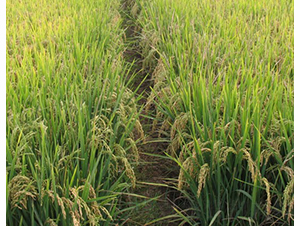 �პ(y��u)35-ˮ���N��-���S�N�I(y��)