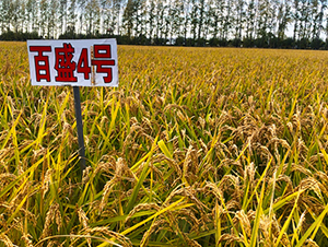 ��ʢ4̖-ˮ���N��-���ϷN�I(y��)