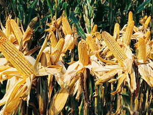 ������L333-���׷N��-�A��¡�N�I(y��)