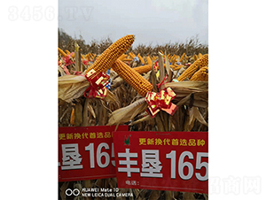 �S��165-���׷N��-��D�N�I(y��)