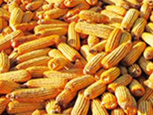 �R��6-���׷N��-�����N�I(y��)