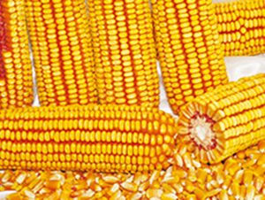 ���|59-���׷N��-�����N�I(y��)