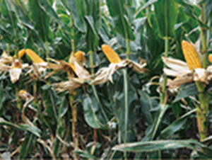 �|��188-���׷N��-�����N�I(y��)