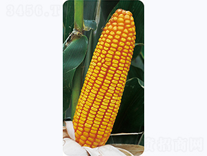 ����211-���׷N��-�����N�I(y��)