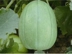 ����-��ϷN��-�ؼt�N�I(y��)