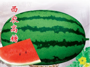 ���r(n��ng)����-���ϷN��-�ؼt�N�I(y��)